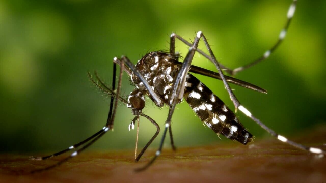 zanzare-8-3