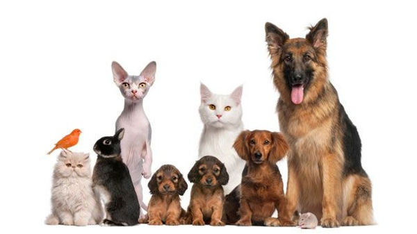Domenica 2 maggio h 16,30 laboratorio on line "Animali preziosi!"