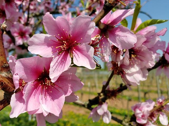 Domenica 7 aprile Festa di Primavera!